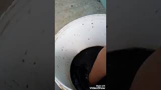 Download lagu Aplikasi Asam Humat pada Jeruk Kasturi dalam Pot mp3