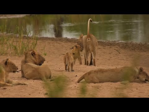 Sabie River Female Lion 3 different sightings in 2 days. Skukuza Kruger Park in South Africa.
