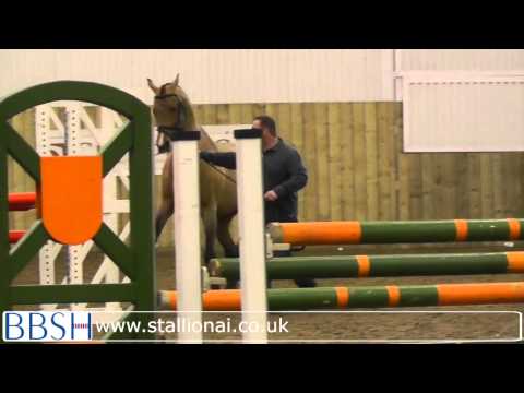 Show Jumping Stallions at the BBSH Stallion Event - Hartpury 2013