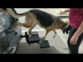 Видео о товаре HitchSTEP, ступеньки для собак в автомобиль / PetSafe (США)