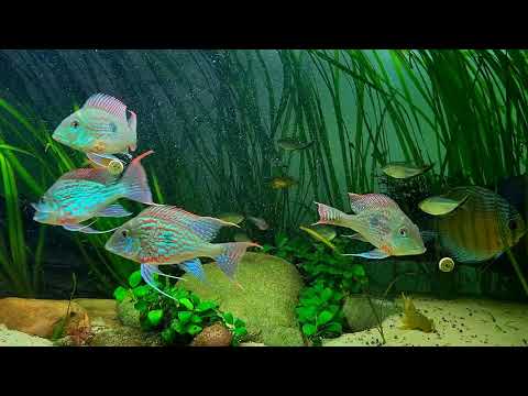 Geophagus Sveni Rio Parana - underwater jewels!