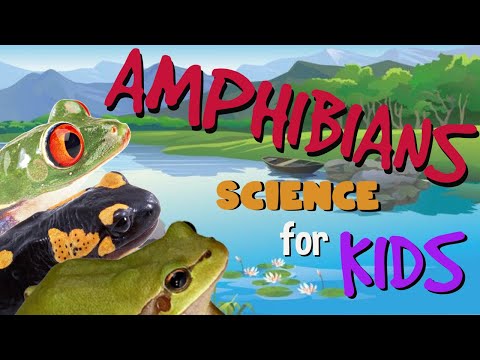 Amphibians | Science for Kids