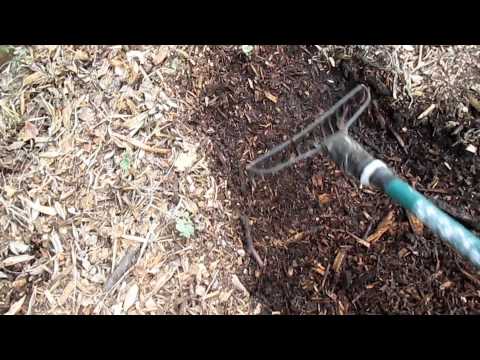 download lagu mp3 mp4 Wood Chips For Chicken, download lagu Wood Chips For Chicken gratis, unduh video klip Wood Chips For Chicken