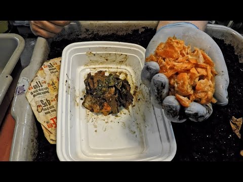 Continuation of experiment to bait worms from tub of finished compost - vermicomposting