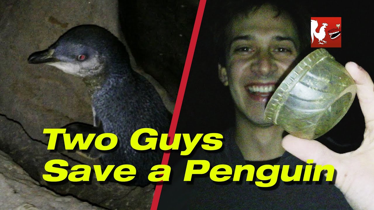RT Life - Two Guys Save a Penguin