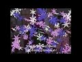 Barney S Magic Word Shimbaree Shimbarah