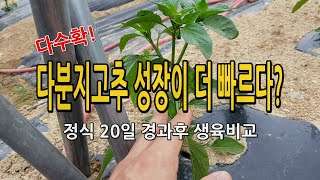 다수확 다분지고추재배 / 일반고추에 비해 생육, 성장이 더 좋다? 시골농부 천하대감
