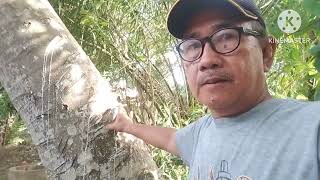 Download lagu Pembuatan pulut dari getah SUKUN,,MUDAH DAN PRAKTIS HASIL MAKSIMAL mp3