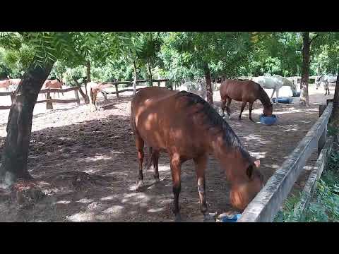 cavalaria da polícia militar do Ceará e aquoterapia