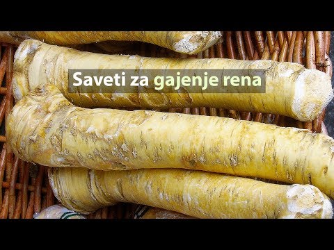 Saveti za gajenje rena