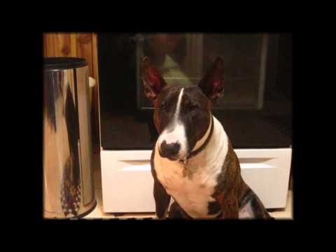 Premiere Pro video Rudy's milkbones