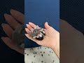 フクロモモンガのYouTubeサムネイル画像