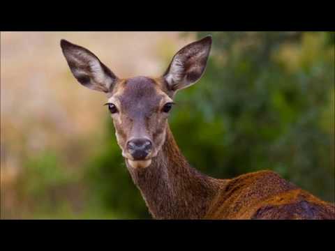 Thomas Ravenscroft. "The three ravens" AQUEL TROVAR
