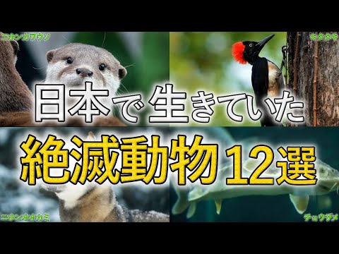 園芸 絶滅危惧種のレッドリストに載っているハリネズミ