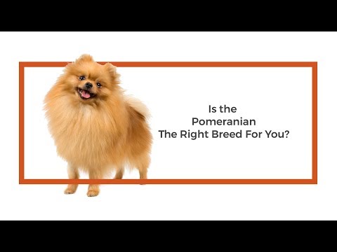 Pomeranian Breed Video