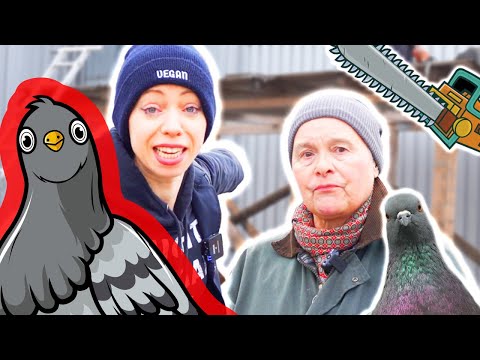 Die RATTEN der LÜFTE? Unterwegs mit den TAUBEN! 🐦