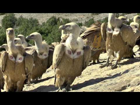 MENJADORA DE VOLTORS - FULL HD