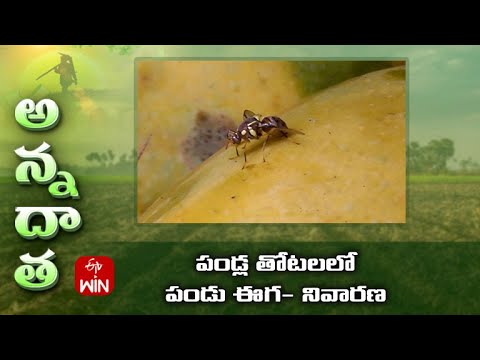 Fruit fly damage in fruit crops #methyl euginol traps #aakarsh me #gel#paste | ETV