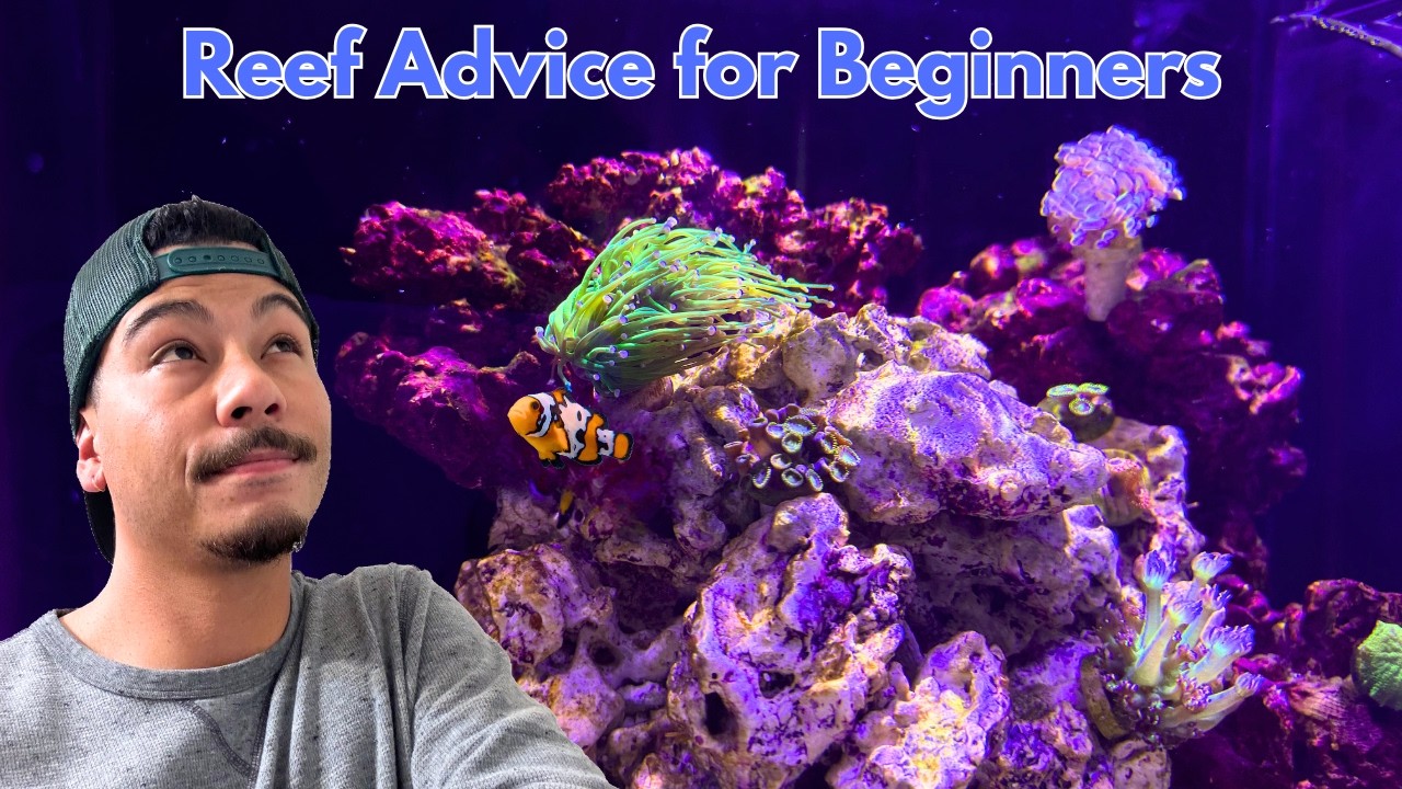 Reef Tank Beginner Advice: 5 Rules for Long-Term Success
