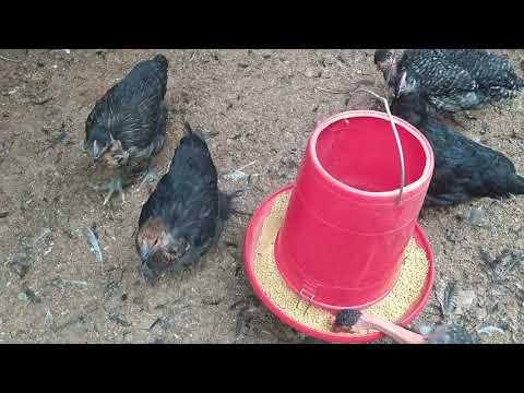 , title : 'Segunda parte:cómo criar pollos Francéses rojos y negros (limpieza y cuidado)'