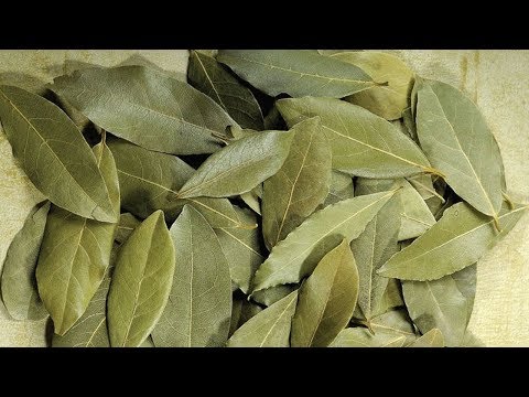 download lagu mp3 mp4 Bay Leaf Indonesia, download lagu Bay Leaf Indonesia gratis, unduh video klip Bay Leaf Indonesia