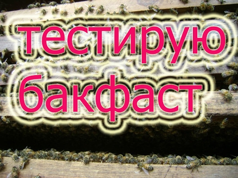 Тестирую Бакфаст А 32 в Свердловской области с составлением гнезда в зиму. Bees Are Buckfast.
