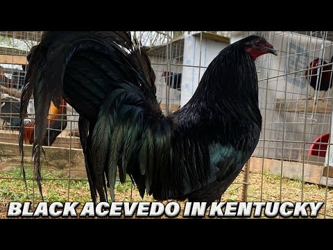 Beautiful Black Birds In Kentucky USA Farm Visit Big Farm Juan Acevedo