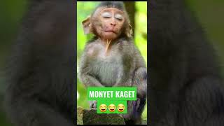 Download lagu #shorts || MONYET KAGET mp3 Download lagu #shorts || MONYET KAGET mp3