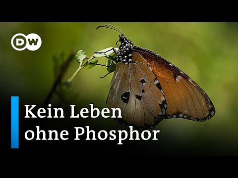 Der Menschheit geht der Phosphor aus | DW Nachrichten