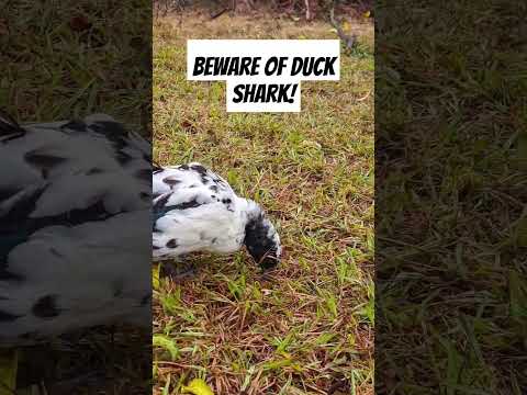Beware of duck shark!