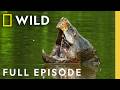 The Mighty Mississippi Full Episode America The Beautiful Nat Geo Animals
