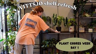 let's get my plant collection thriving again 🌿 pest treatments, repotting, plant shelf rearrange