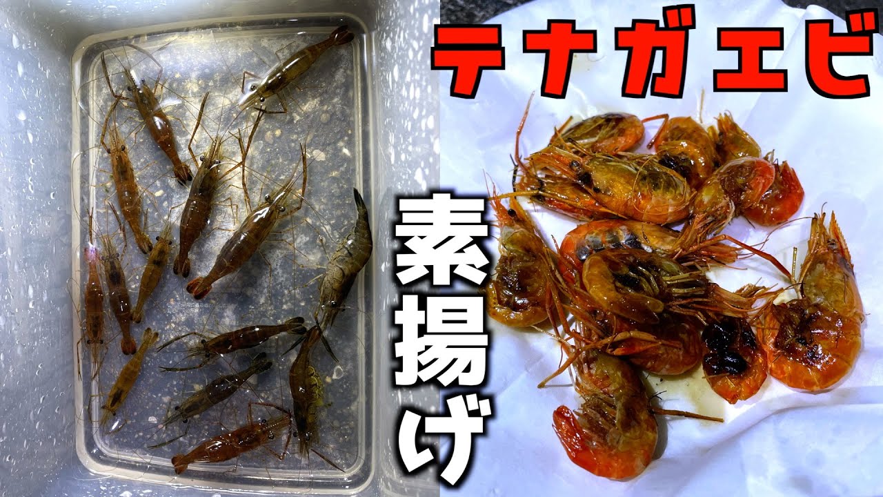 テナガエビを食べて自然の恵に感謝することでより一層変態度を増すことができる【釣り／テナガエビすくい】〜高評価3000達成で伊豆大島に釣り確定〜