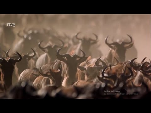 NACIDOS PARA CORRER- La gran migración de ñus