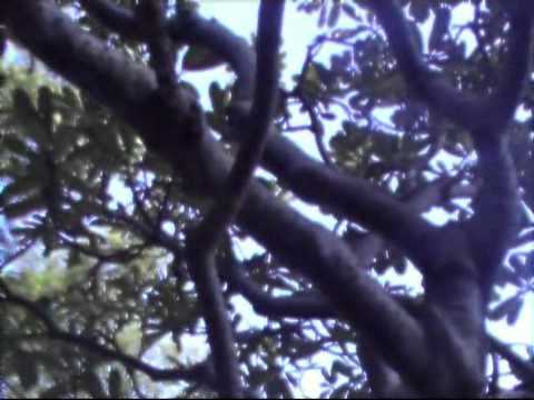 A chit Loh Khaw tha Lar (Is this Love)