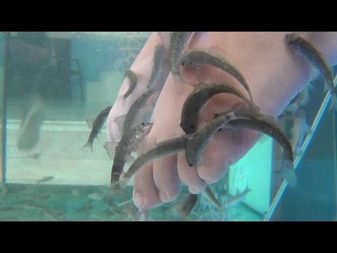 Ictioterapia o peeling natural con el pez Garra rufa o doctor pez.