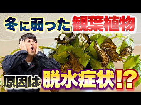 冬になるとトゥジャが茶色になるのはなぜですか?原因と解決策は何ですか?  庭園