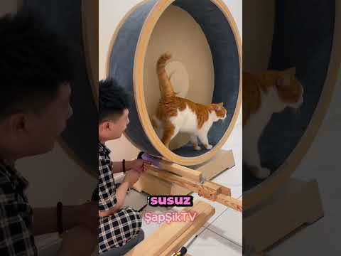 İŞÇİ KEDİLER 😱 #shorts  #funny #cat