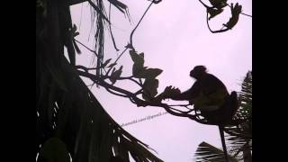preview picture of video 'Monkeys in Unawatuna Sri Lanka'