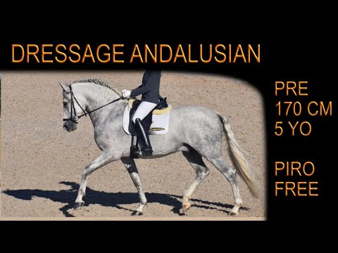 DRESSAGE ANDALUSIAN HORSE - PIRO FREE
