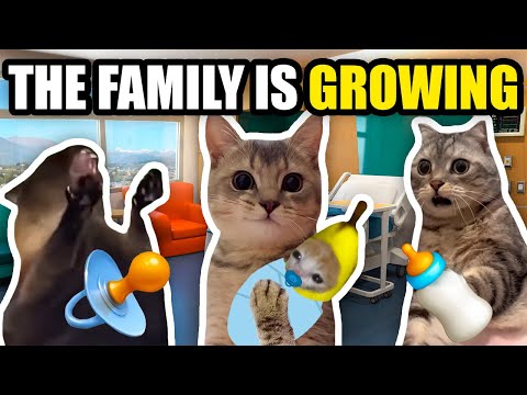 CAT MEMES: THE FAMILY IS GROWING