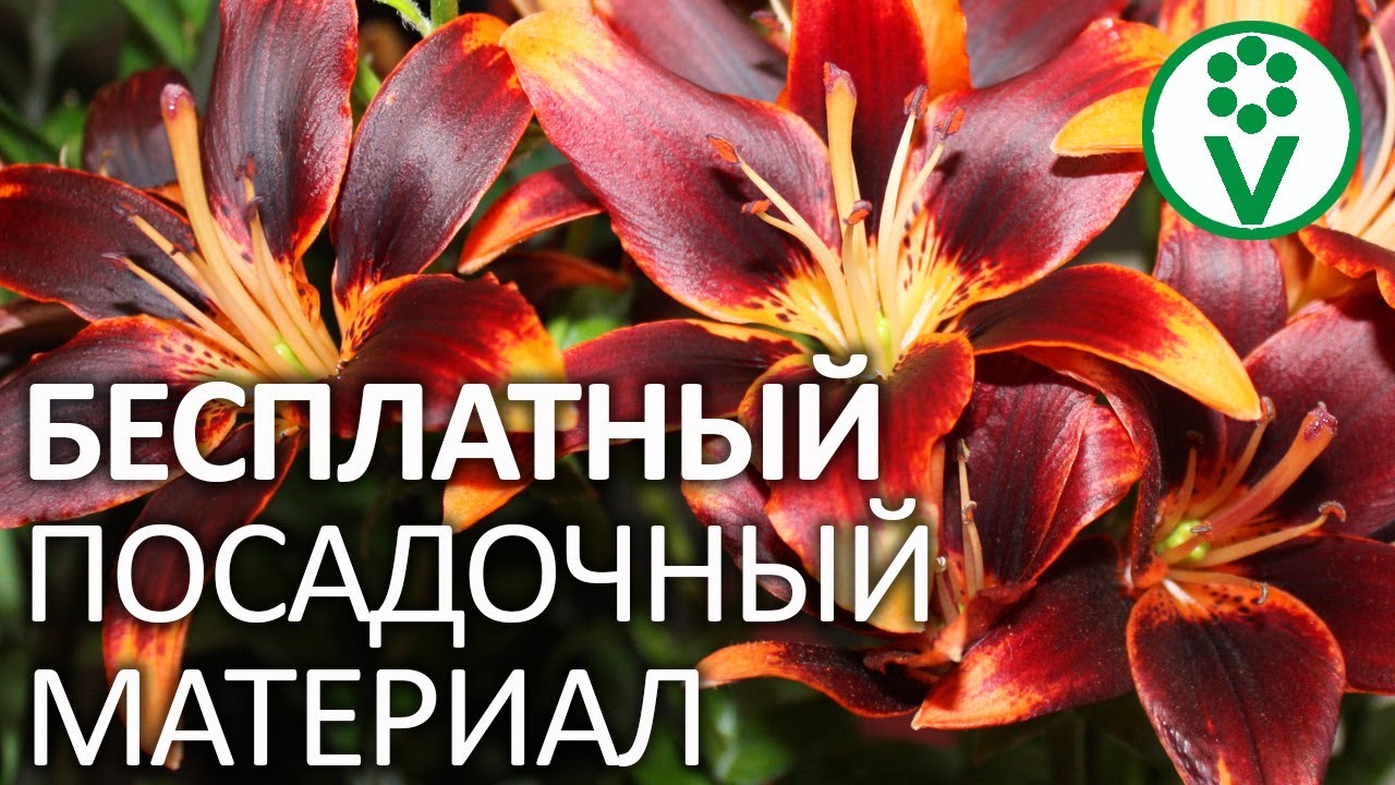 САМЫЙ ПРОСТОЙ СПОСОБ РАЗМНОЖИТЬ ЛИЛИИ. Размножение стеблевыми бульбочками