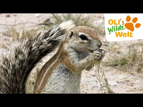 Borstenhörnchen: Der große Sturm | OLI's Wilde Welt