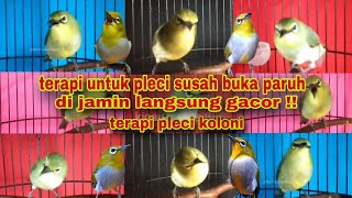 Download lagu Terapi Untuk Pleci Susah Buka Paruh || Terapi Pleci Koloni || Suara Pleci Ribut mp3