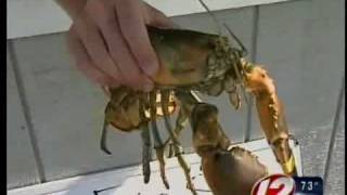 preview picture of video 'Yellow Lobster Captured in Narragansett Bay'