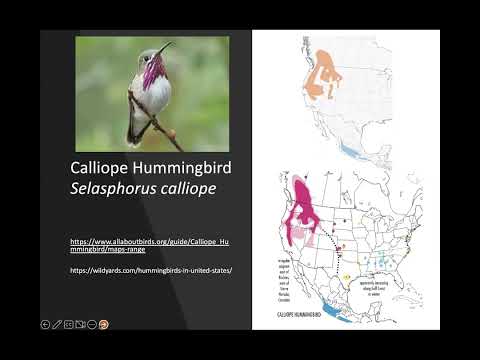 Western Hummingbird Partnership Migration Routes Session
