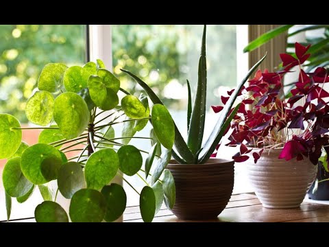 Больше чем декорации: полезные для здоровья домашние растения