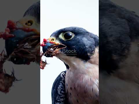 Falcon Strength: Fastest Hunter on Earth 🦅⚡