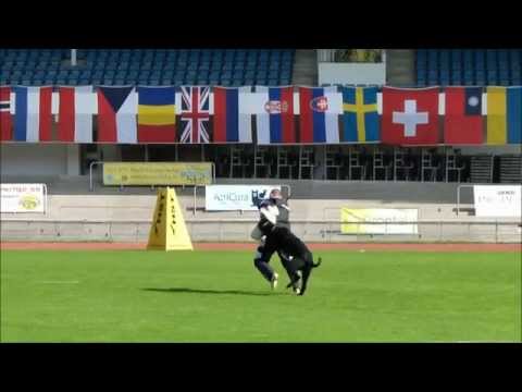 BODO vom Hexenwald - FCI WM 2014 Malmö - C = 85