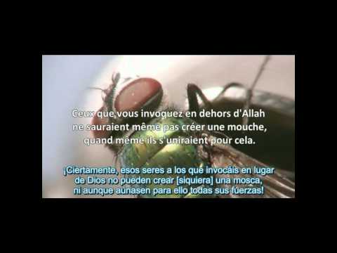 El Milgaro de la Mosca en el Coran